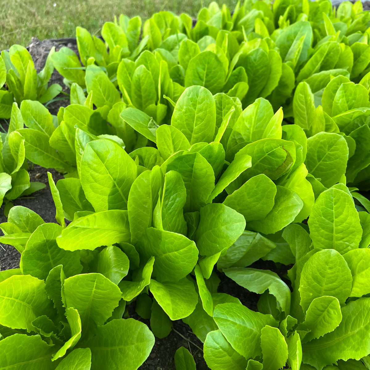 Yedikule Lettuce Revival Seeds