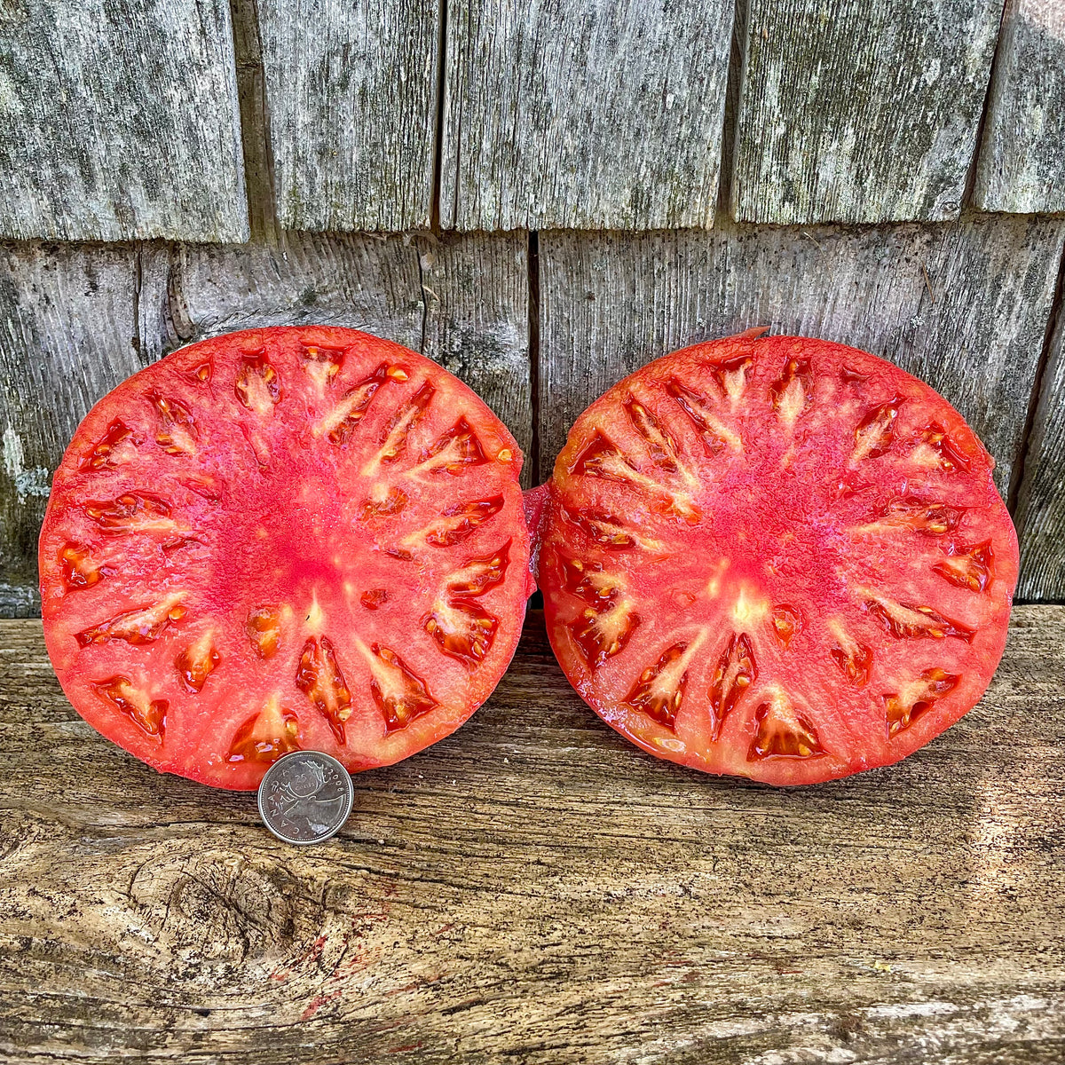Luscious Brandywine Pink Tomato Seeds Available at Todd's Seeds – Heirloom  Quality