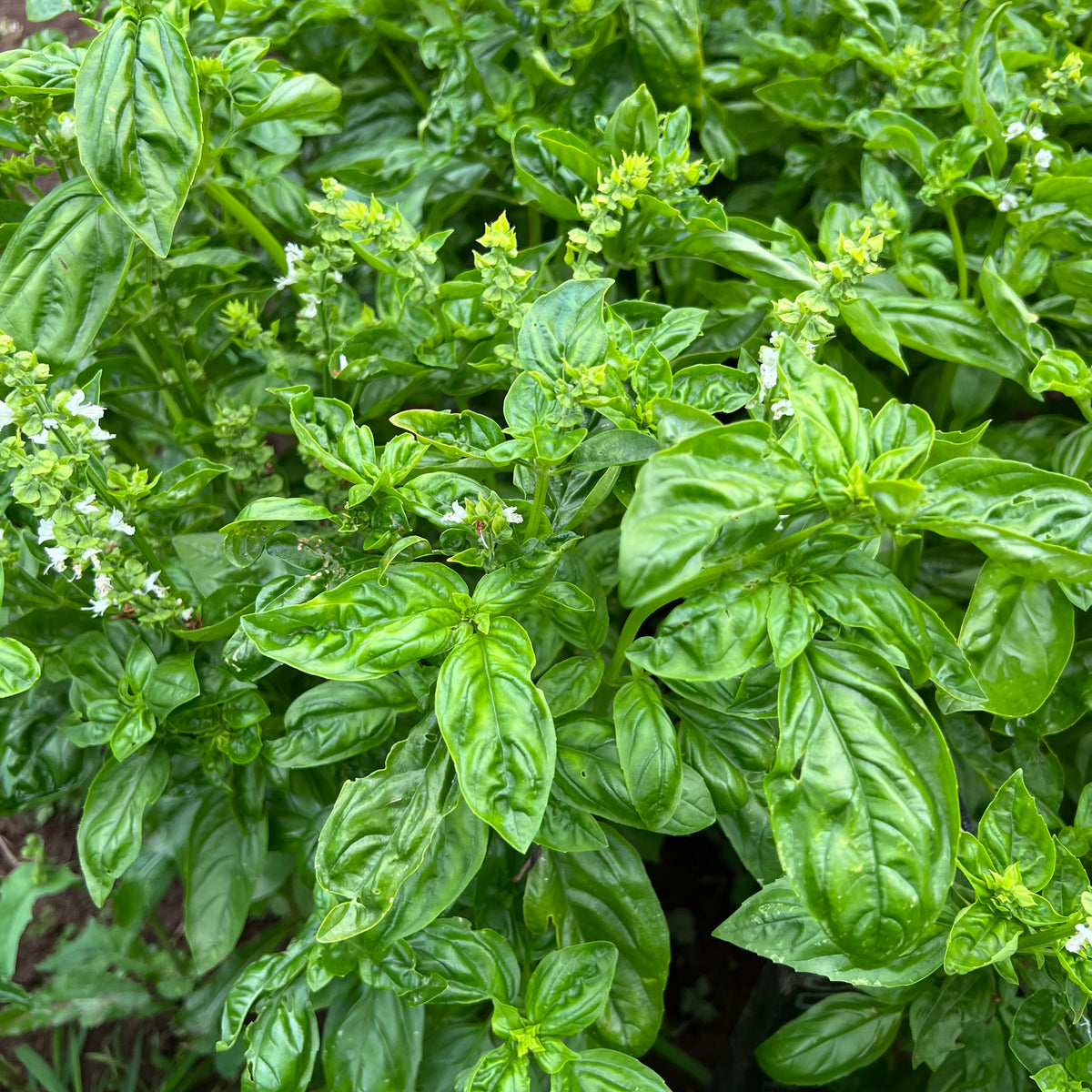 Genovese Basil Revival Seeds