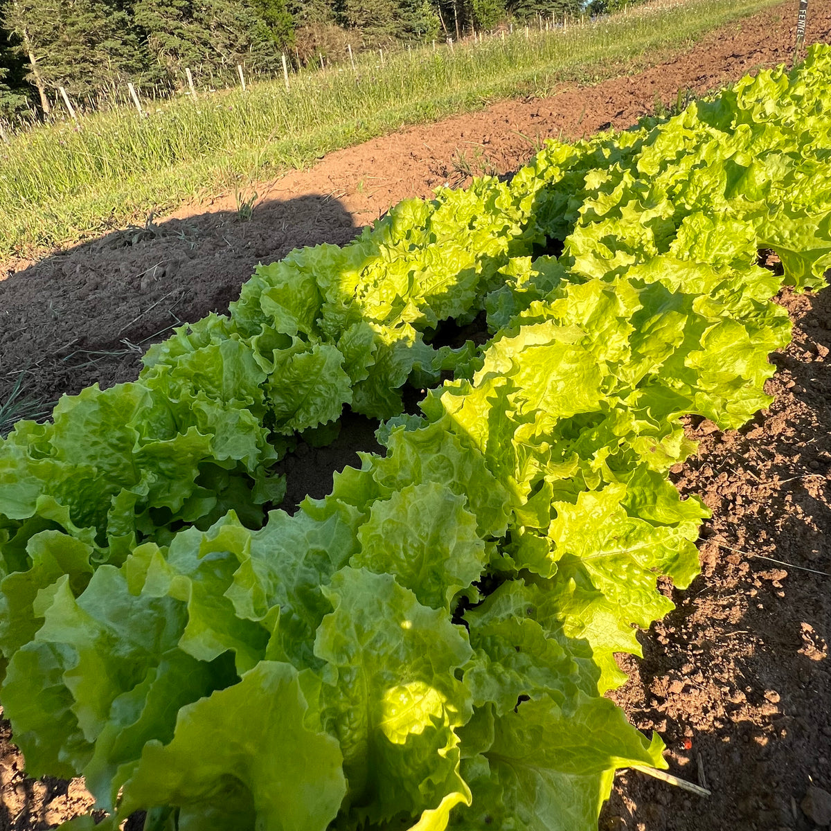 Australian Yellow Leaf Lettuce Revival Seeds