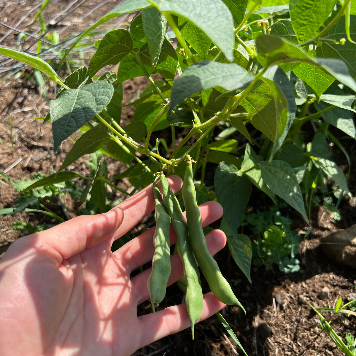 Hidatsa Red Bush Bean Revival Seeds