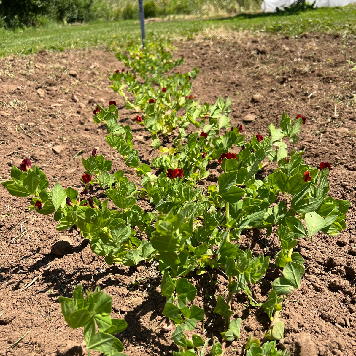 Asparagus Pea – Revival Seeds