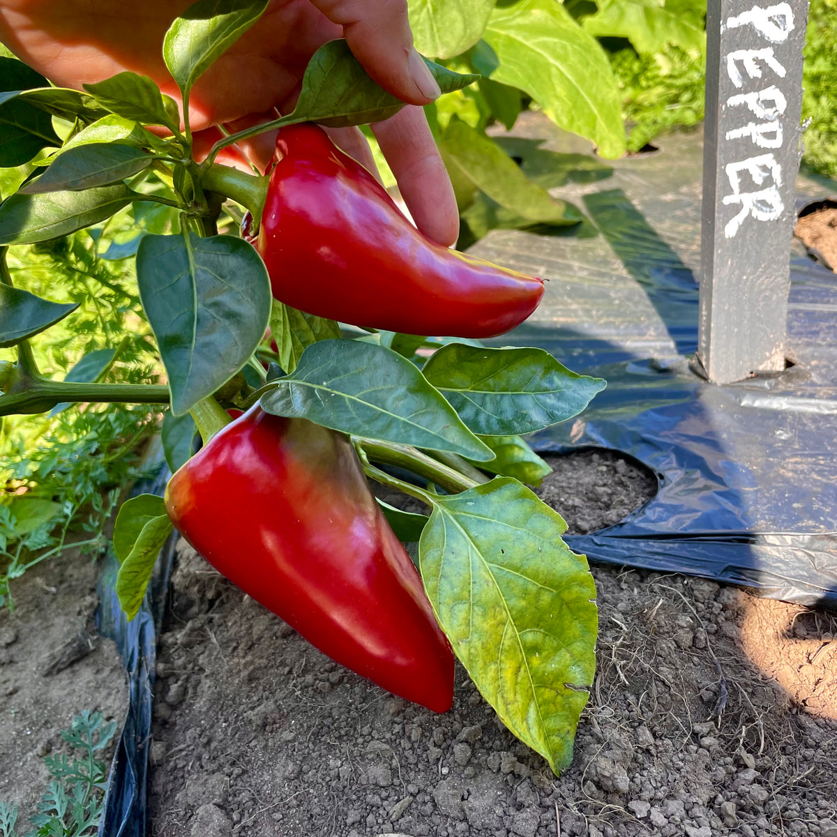 Lipstick Sweet Pepper Revival Seeds