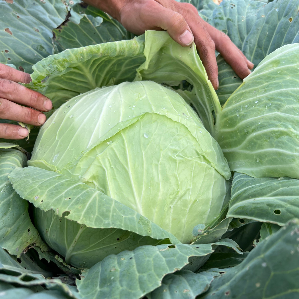 Cabbage – Revival Seeds