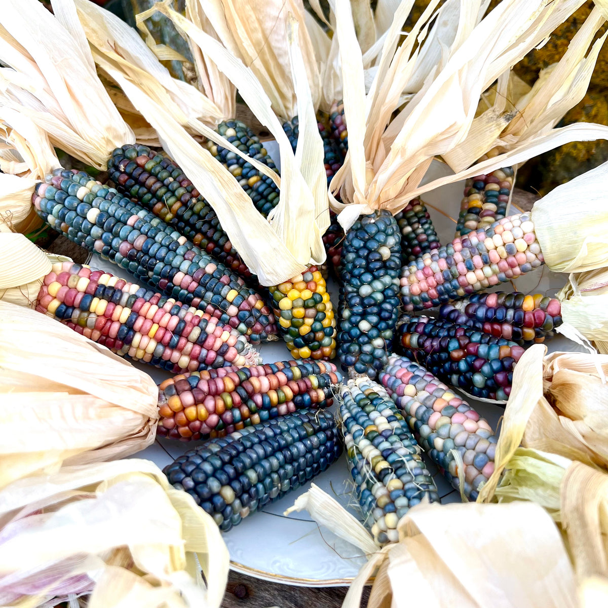 Corn Collection Corn – Revival Seeds