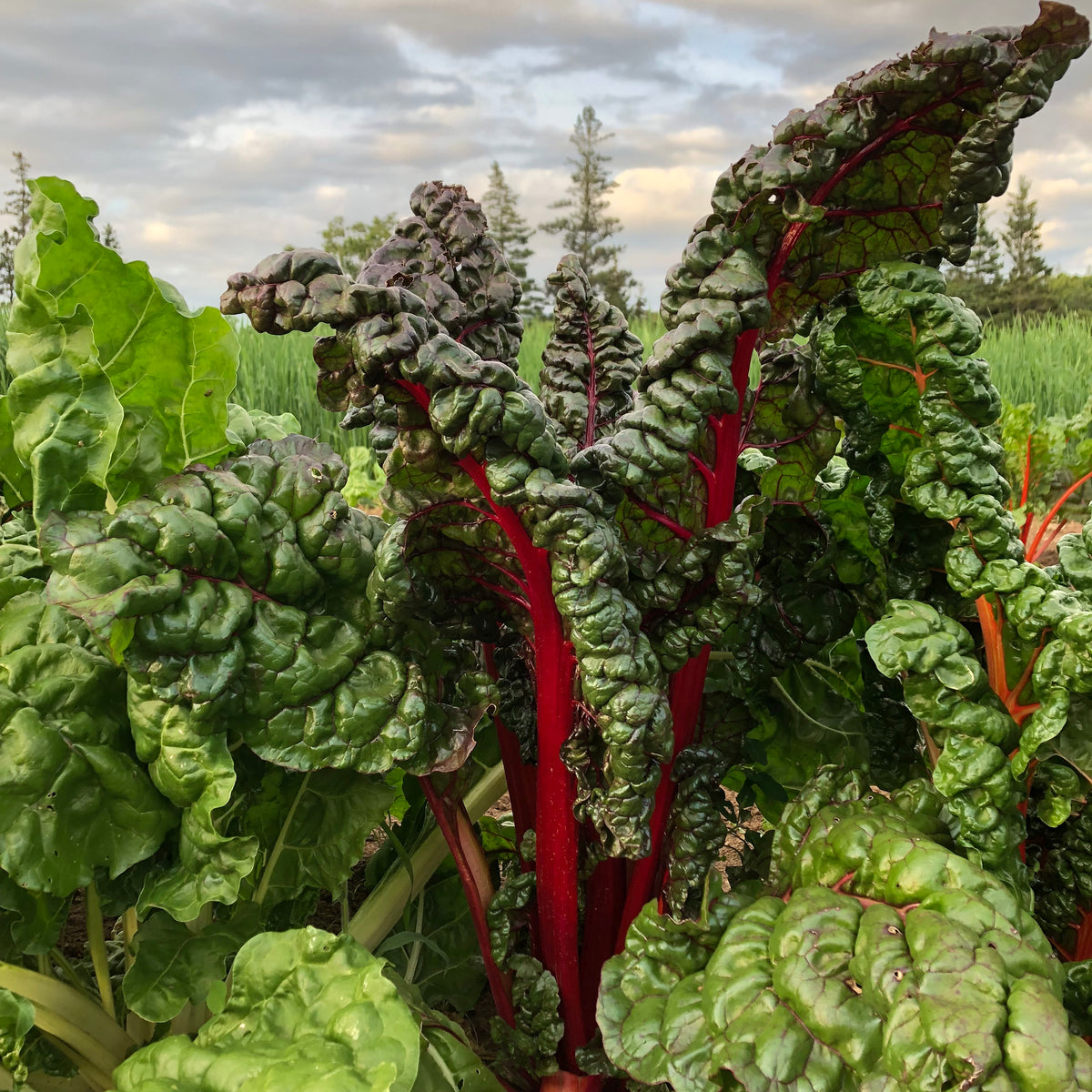 Swiss Chard – Revival Seeds