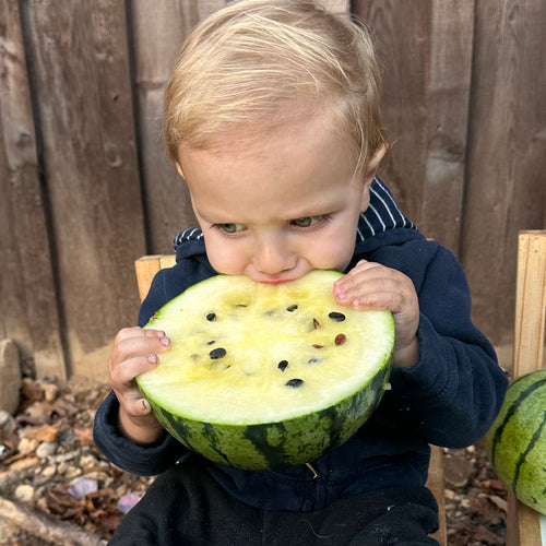 Cream of Saskatchewan Watermelon