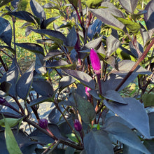 Great Depression Hot Pepper