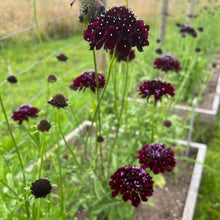 Mourning Bride Scabiosa