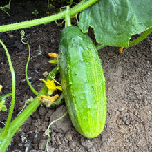 Early Morden Cucumber