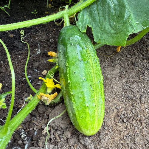 Early Morden Cucumber