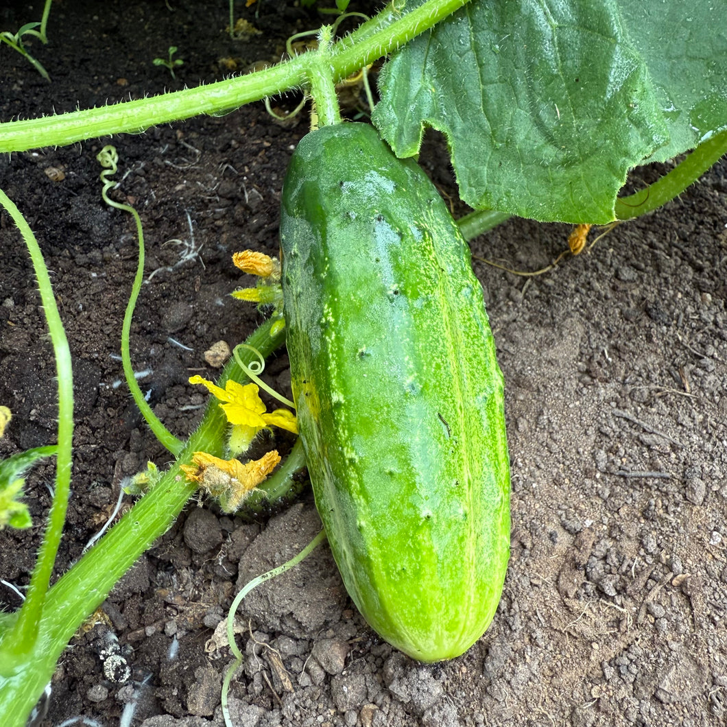 Early Morden Cucumber