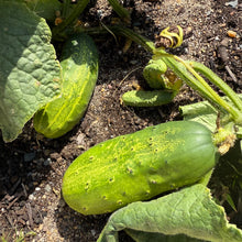 Wisconsin Pickling Cucumber