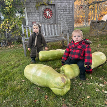 Zucca Melon