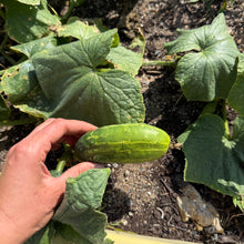 Wisconsin Pickling Cucumber