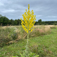 Greek Mullein