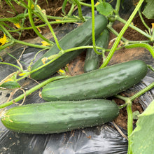 Improved Long Green Cucumber