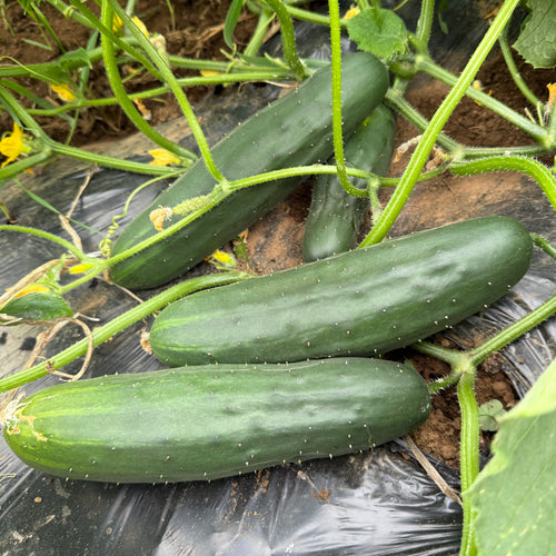 Improved Long Green Cucumber