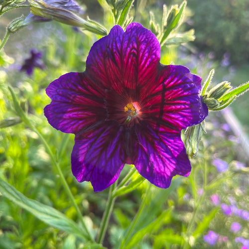 Kew Blue Painted Tongue