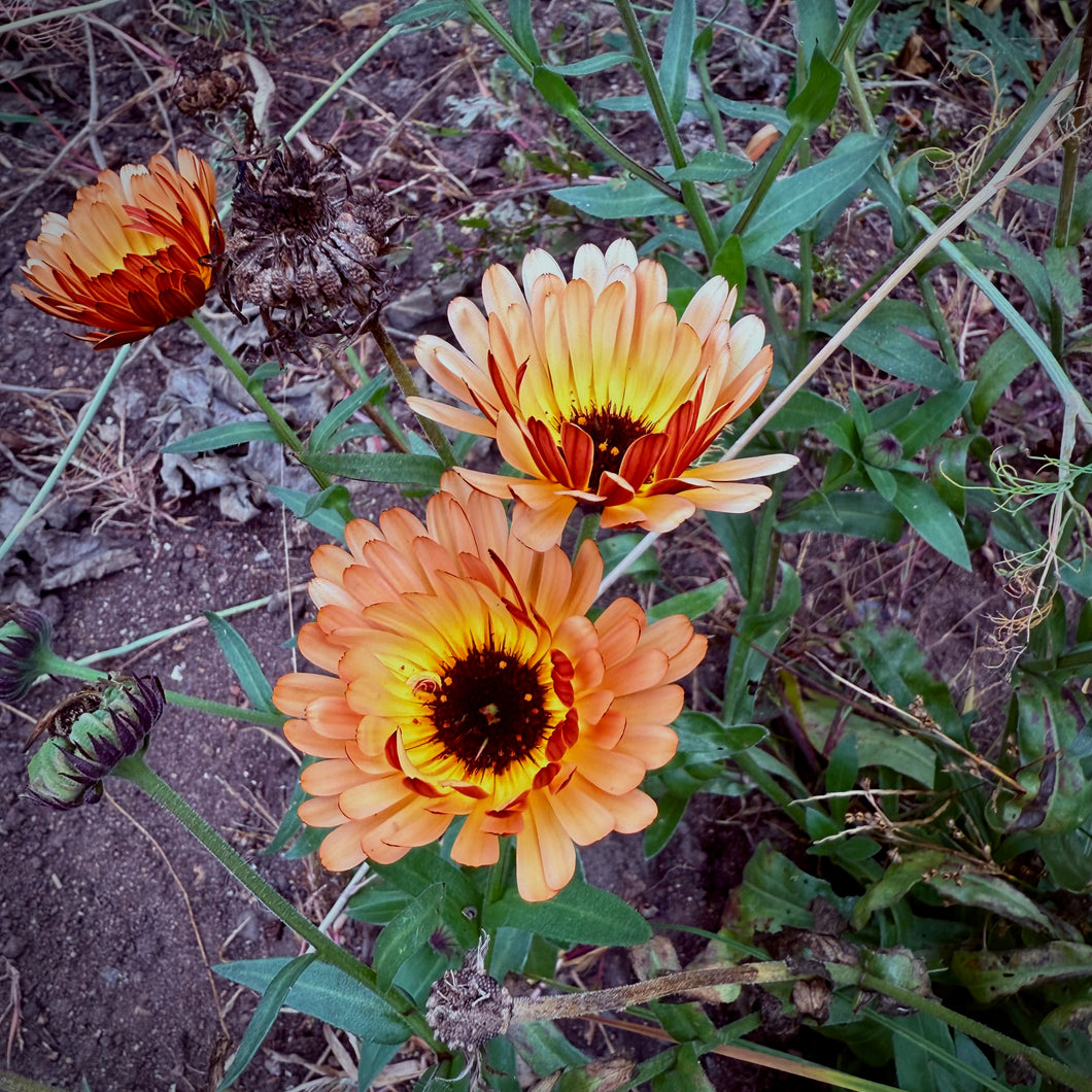 Touch of Red Buff Calendula