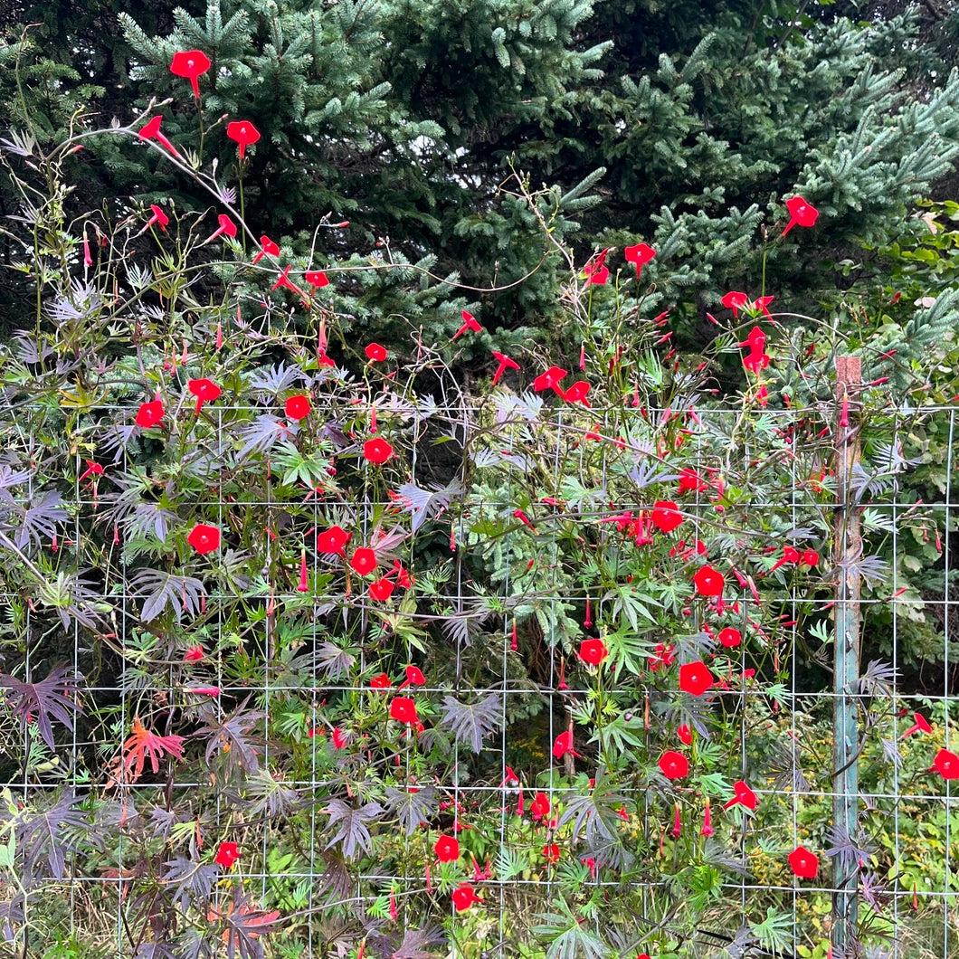 Cardinal Climber