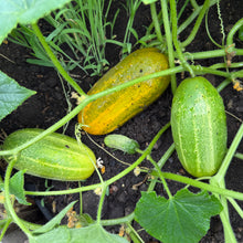 Early Morden Cucumber