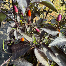 Great Depression Hot Pepper