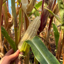 Will's Early June Sweet Corn