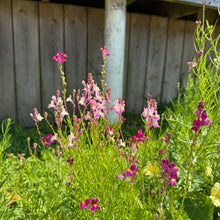Toadflax - Northern Lights Spurred Snapdragon