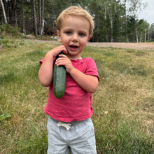 Improved Long Green Cucumber