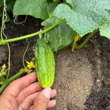 Early Morden Cucumber