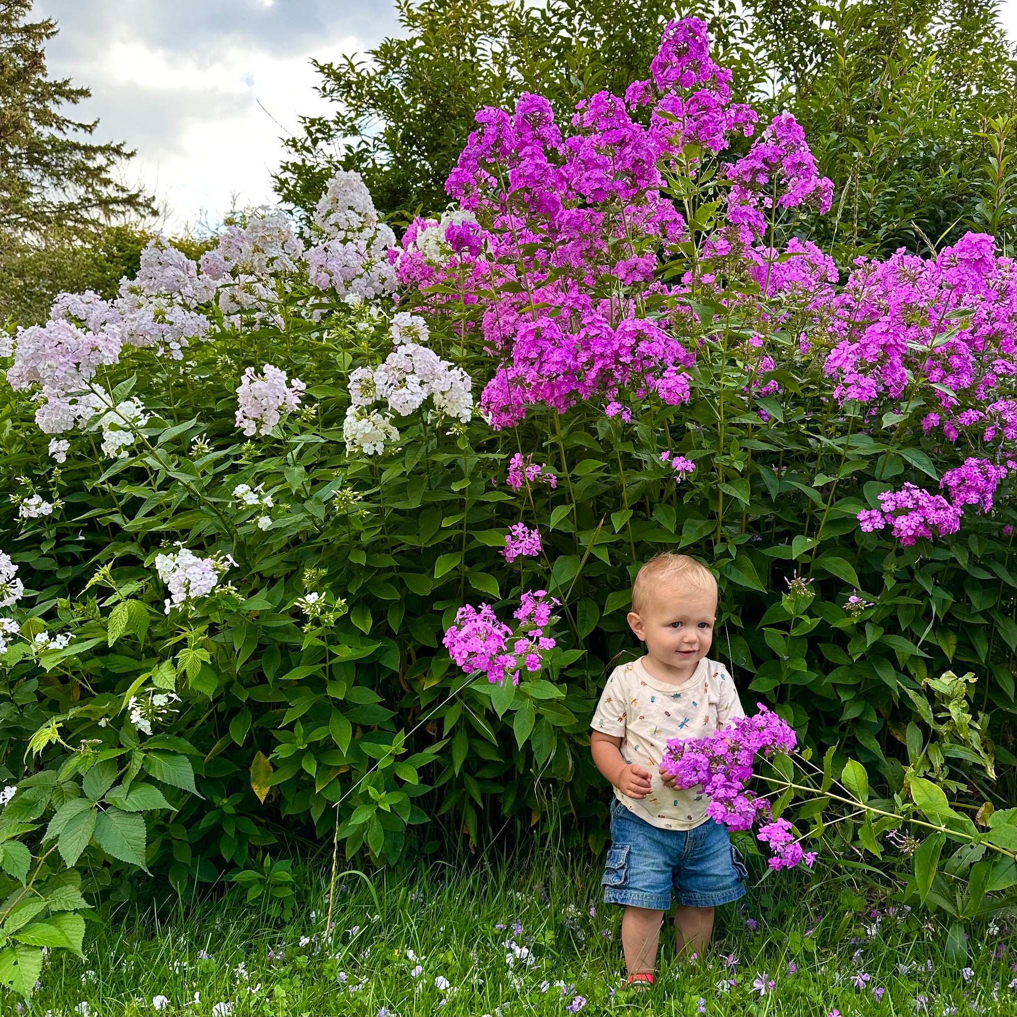 tall garden phlox seeds Tall Garden Phlox