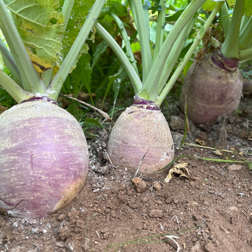 Laurentian Rutabaga