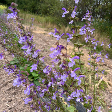 Emil’s Bee Garden Salvia