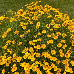 Lights of Morden Coreopsis Mix