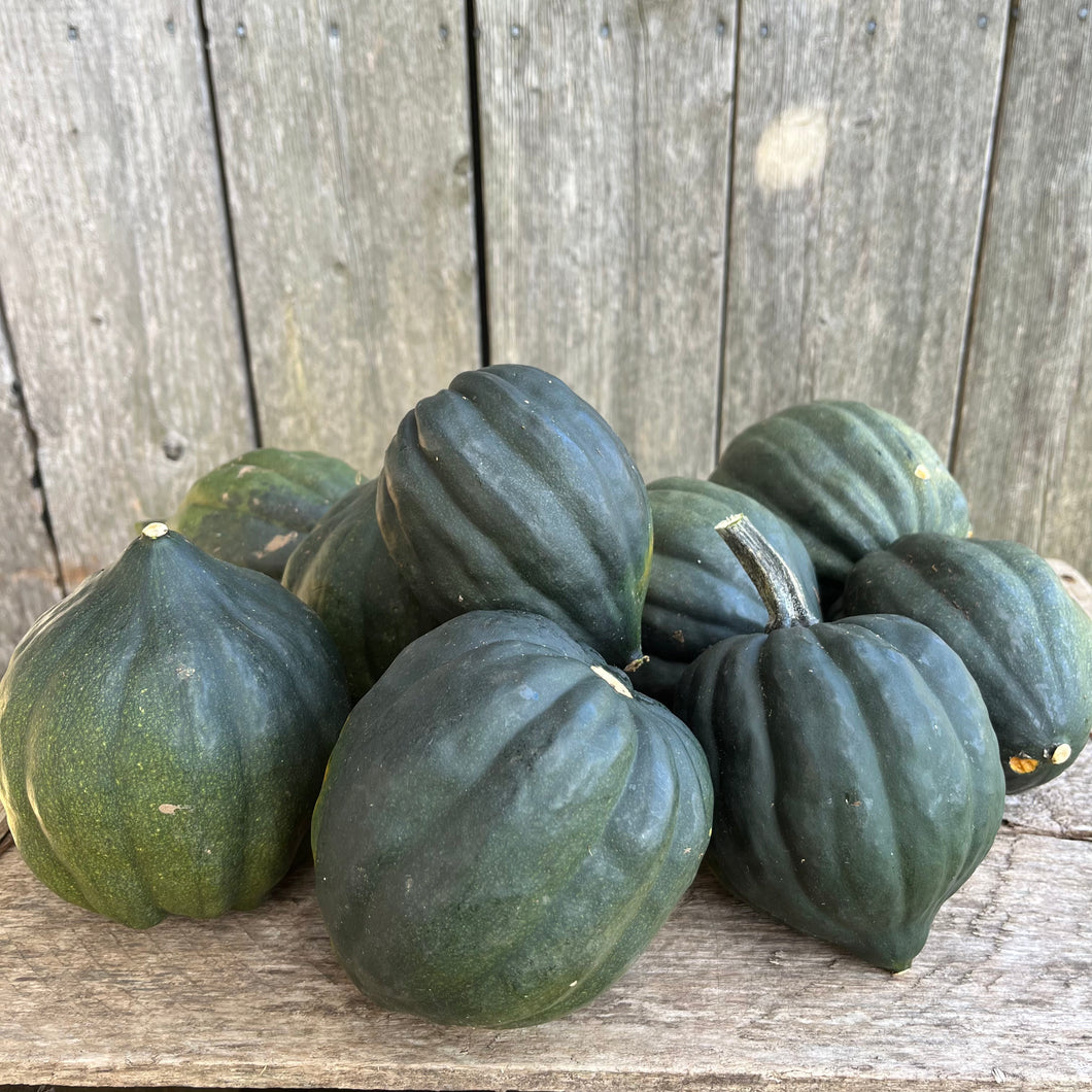 Acorn Squash 'Table Queen'