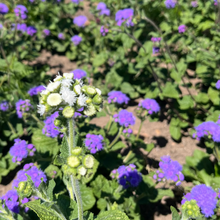Ageratum Heritage Mix