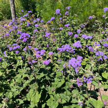 Ageratum Heritage Mix