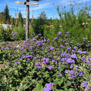 Flowers – Revival Seeds