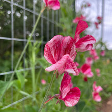 America Sweet Pea