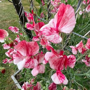 Flowers – Revival Seeds