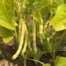 Annie's Ireland Creek Bush Bean