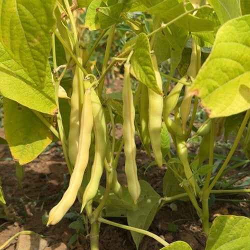 Annie's Ireland Creek Bush Bean