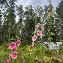 Judy’s Antique Heirloom Hollyhock Mix