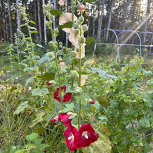 Judy’s Antique Heirloom Hollyhock Mix