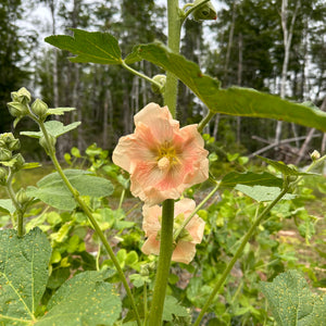 Judy’s Antique Heirloom Hollyhock Mix