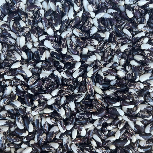 Appaloosa Bush Bean