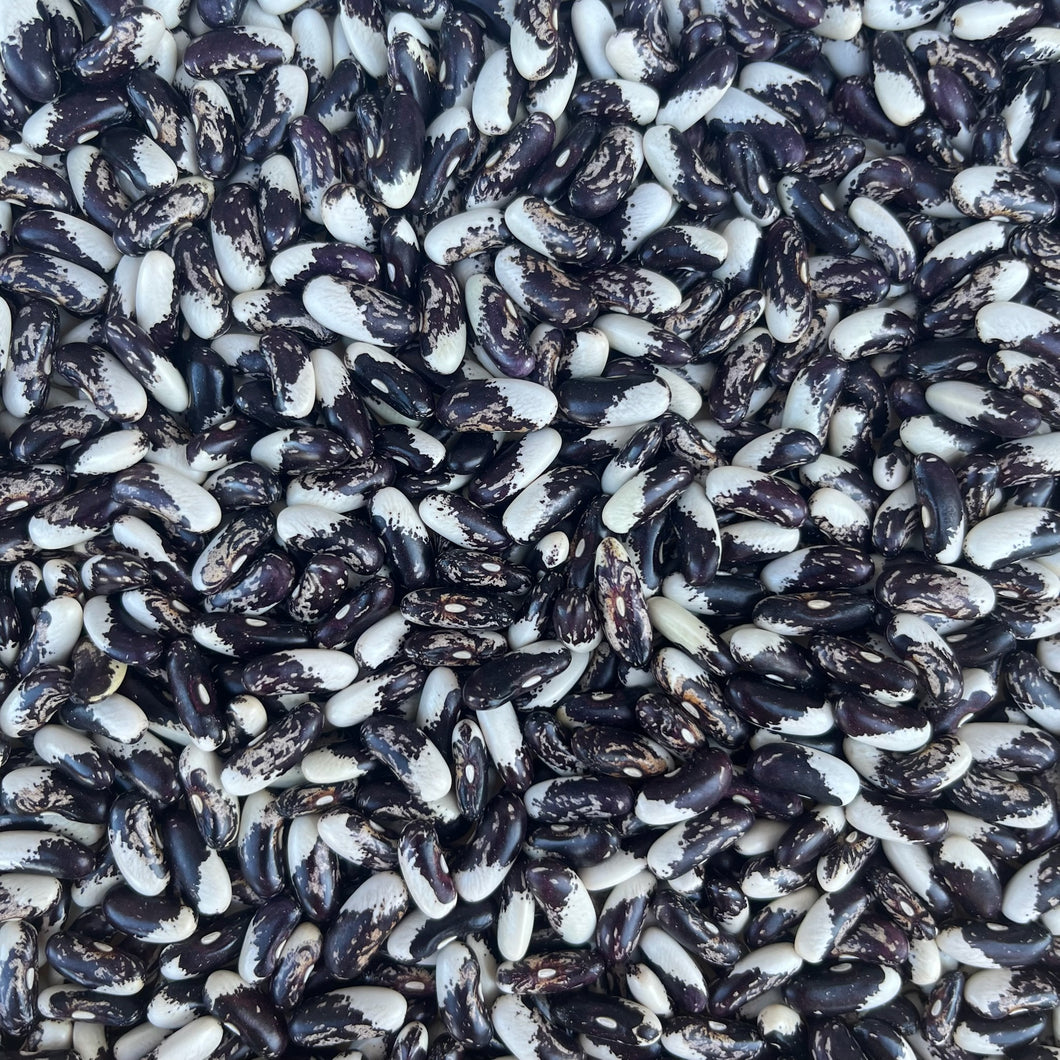 Appaloosa Bush Bean