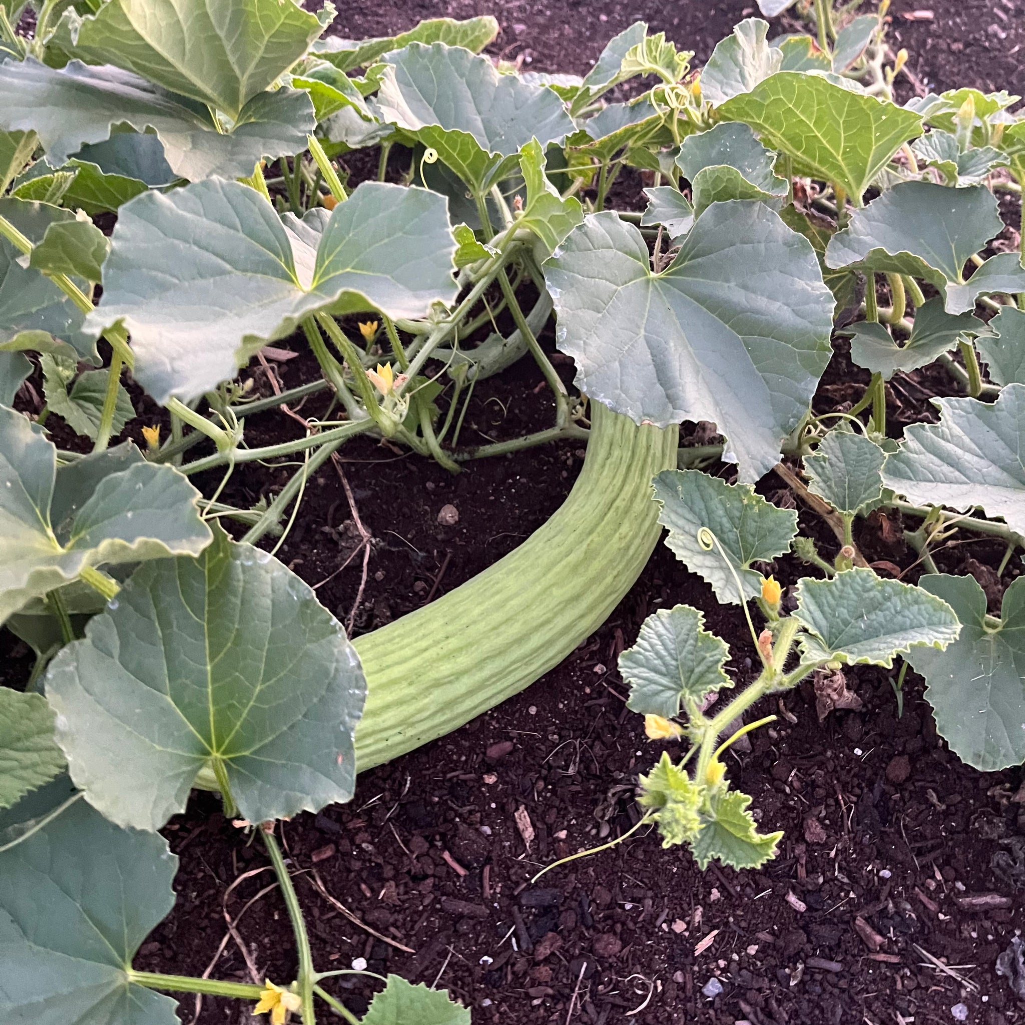 snake melon plant Armenian Snake Melon – Revival Seeds