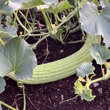 Armenian Snake Melon